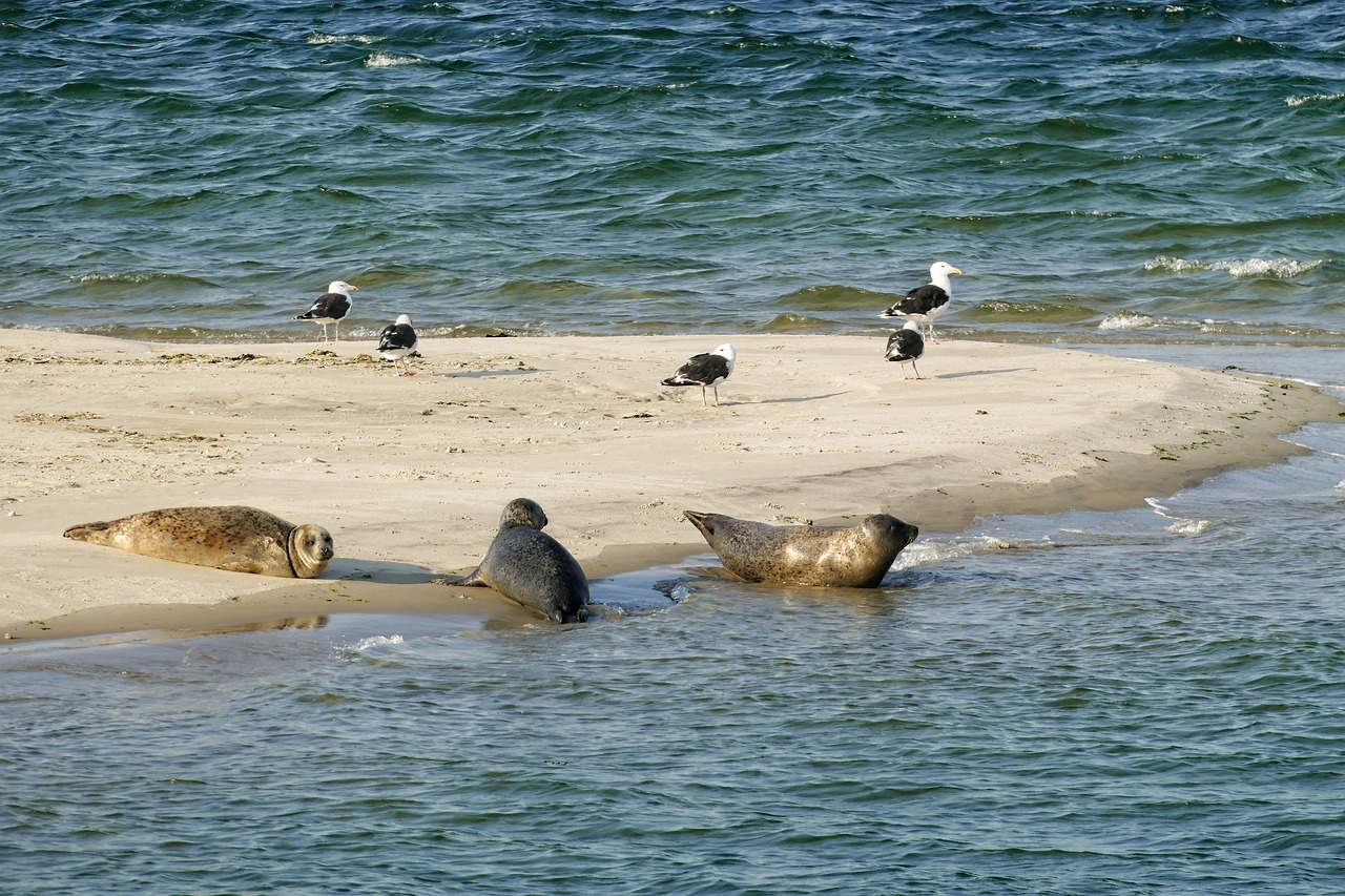 seal, seals, wadden sea-4446669.jpg